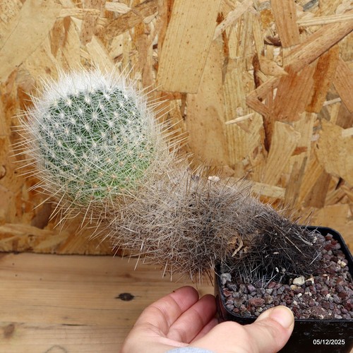 Thelocactus macdowellii vaso - vaso, 8