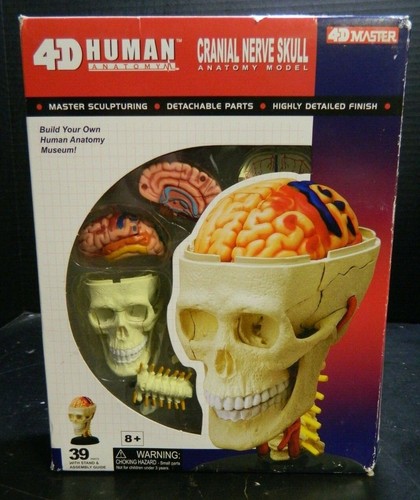 Modello educativo anatomia