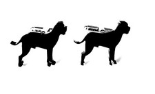 Canna Corso Cane Gemelli da