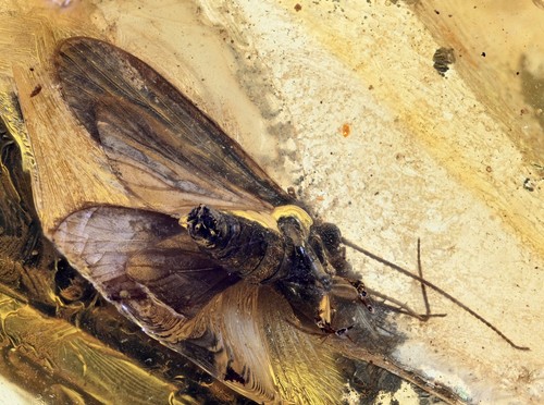 Trichoptera - , (caddisfly)