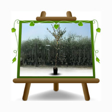 Olivi Rosciola Pianta da