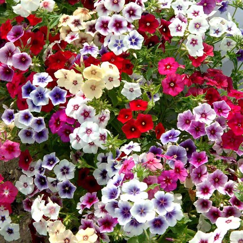 Semi fiori per - di, piante
