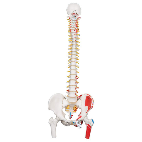 A58 colonna vertebrale - a58/3,