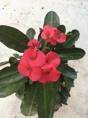 Euphorbia milii vulcanii - , red