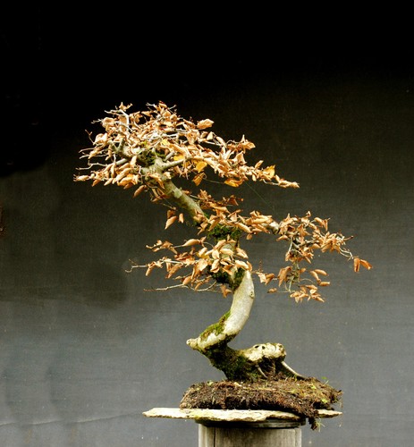 Bonsai carpino - di,