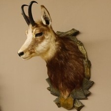 Chamois Gams Principale