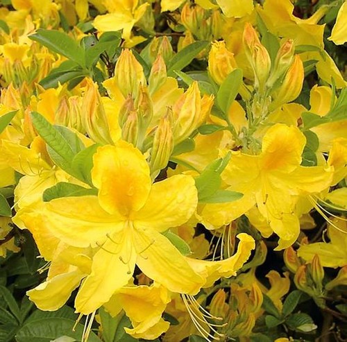 Topazio dorato azalea alto