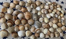 Lotto Conchiglie 120 Pezzi