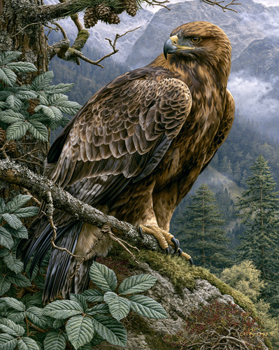 Stampa aquila dorata arroccata - stampa,