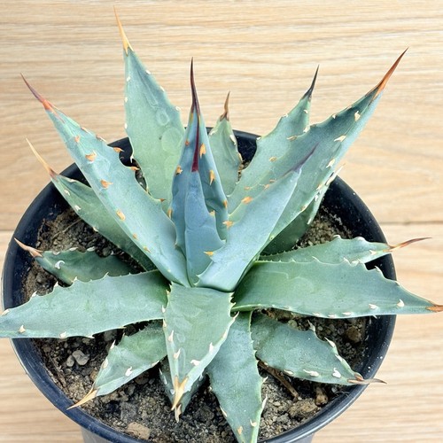 Agave utahensis pot 10 cm - agave,