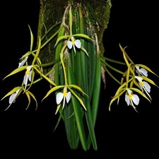 Epidendrum parkinsonianum  Orchid species Blooming size Very rare! XL