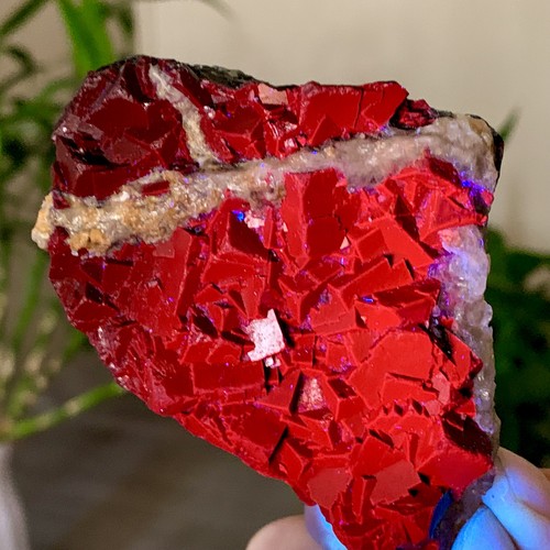 155g rosa nera naturale - rosa,