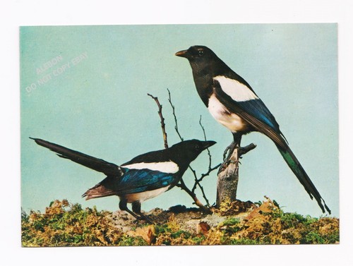 Cartolina animale gazza - cartolina,
