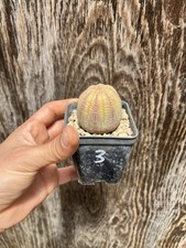 Euphorbia Obesa / Wild Plant / Collection Plant Pot 7cm X 7 Cm