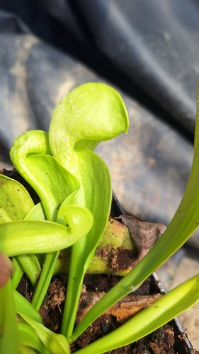 Sarracenia psittacina