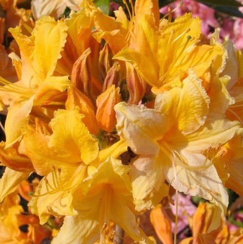 Golden lights azalea - golden, lights~~azalea