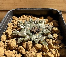 Ariocarpus kotschoubeyanus v