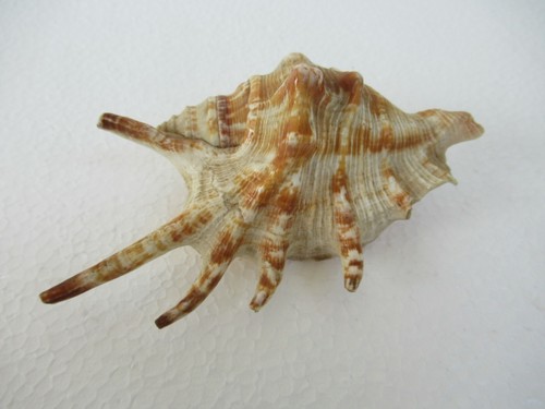 Antico ragno conchs - antico,