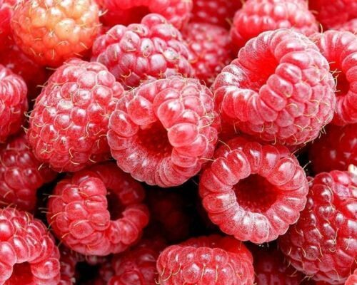 Lampone rosso rubus - lampone,