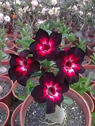 Semi adenium obesum black - semi,