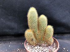 VATRICANIA GUENTHERI CREST  VIVAIO IL GIARDINO DI MAYA- CACTUS PIANTE GRASSE 115