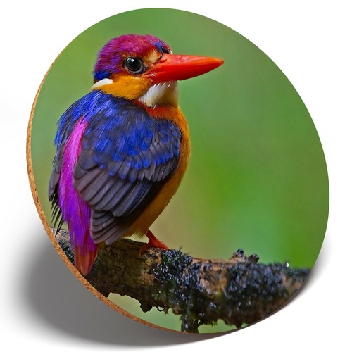 Kingfisher nano orientale - 1,
