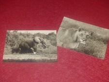 Animali Dell'Africa / Anonimo