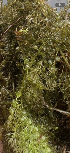 Utricularia australis