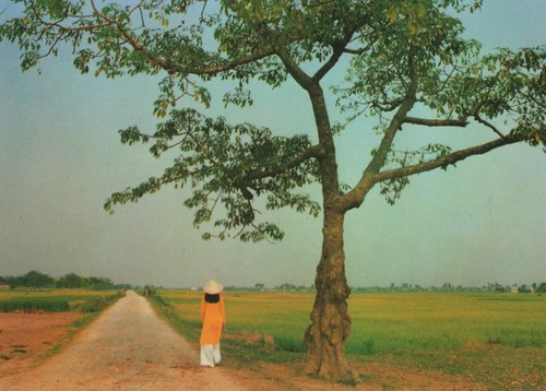 Cartolina vietnam quê hương - cartolina,