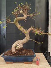 bonsai  olmo cinese   h 72 cm