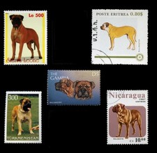 BULLMASTIFF BULL MASTIFF DOG