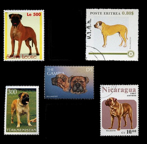 Bullmastiff bull mastiff dog - bull,