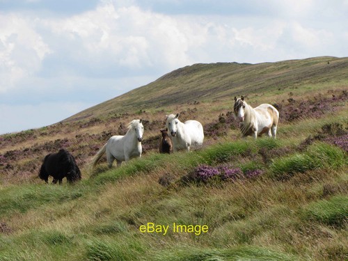 Photo 6x4 wild horses below - 6x4,