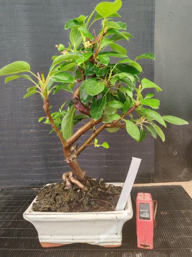 Bonsai melo h 38 cm - di,
