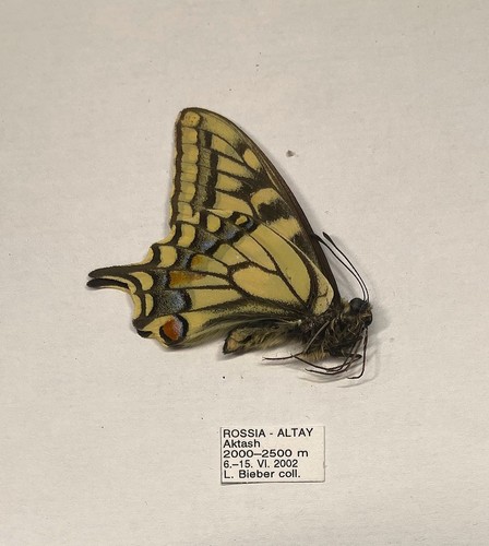 Papilio machaon - papilio,