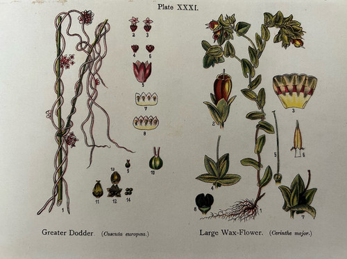 Stampa antica great dodder - antica,