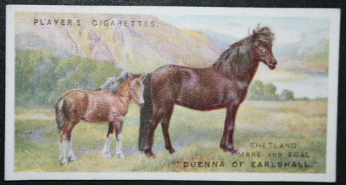 Shetland pony mare and - pony,