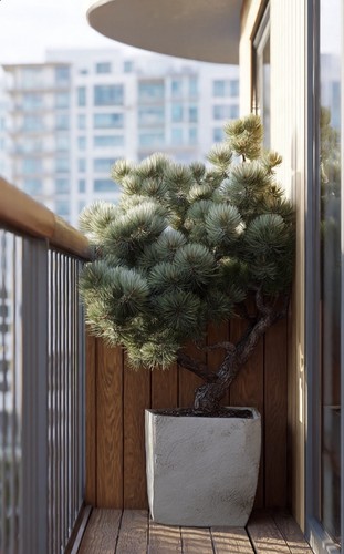 Pinus mugo mughus pino - pinus,