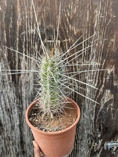 Tricho cereus Chilensis Big Plant / Collection Plant