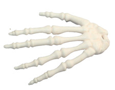 MANO  L  Alla scoperta del