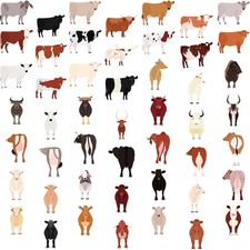  150 Pcs Adesivi Con Mucche Da