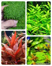 piante acquario rosse vere lotto talee n.18 +pratino