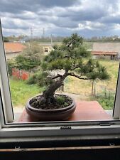 Bonsai Pino Pentaphilla