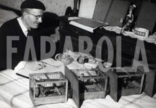 Foto vintage Uccelli, 1964, Francia, Canarini cantanti, Stampa 17 x 12 cm