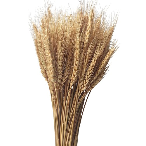 100 steli spighe grano - steli, di