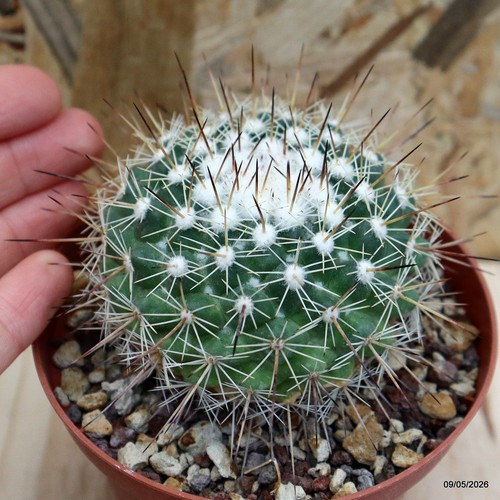 Mammillaria rubrograndis vaso - rubrograndis,