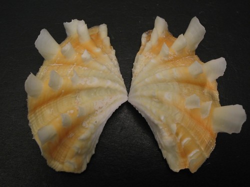 Collector fave tridacna - collector, fave...tridacna