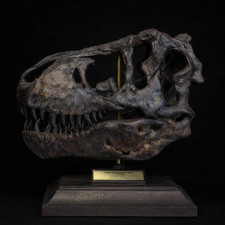 Tyrannosaurus Rex Fossil