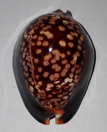 Huge cypraea mauritiana - mm,