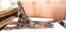 Radice Legno di Mangrovia XL